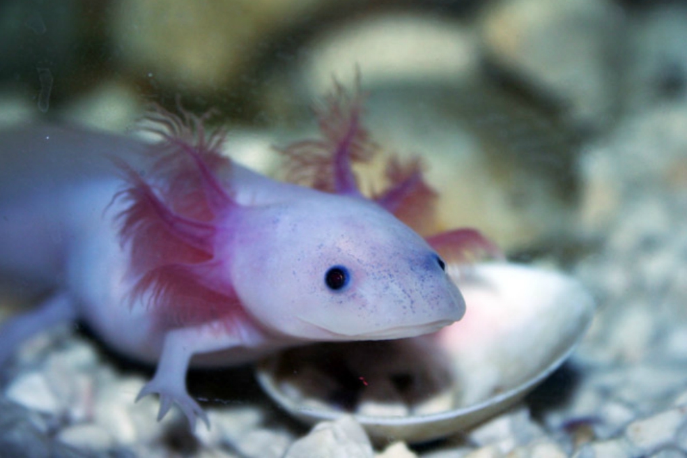Por primera vez decodifican el genoma del axolotl, un animal capaz de regenerar sus tejidos