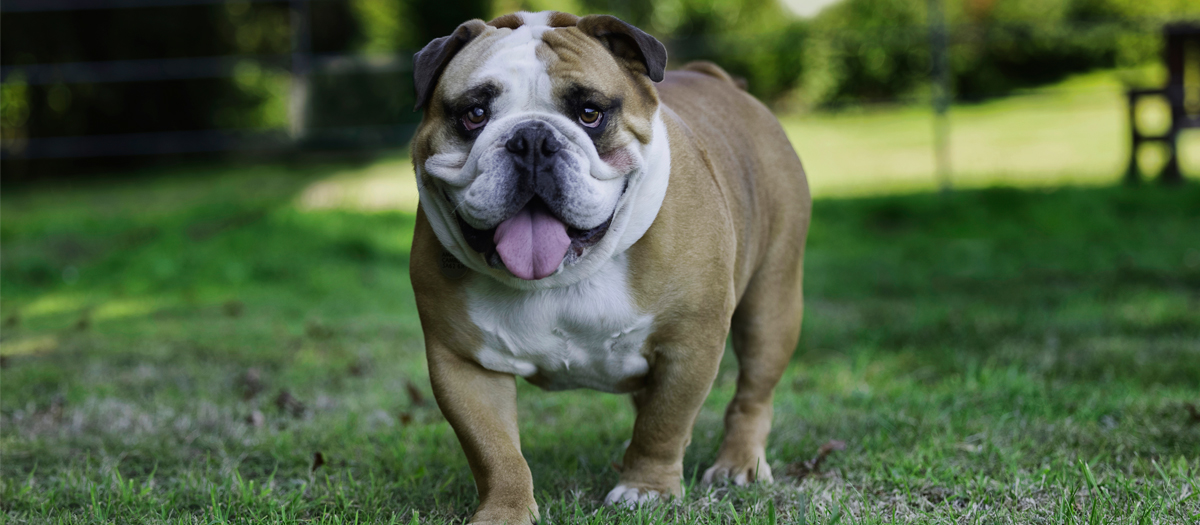 Bulldog inglés: características y personalidad de esta raza de perros