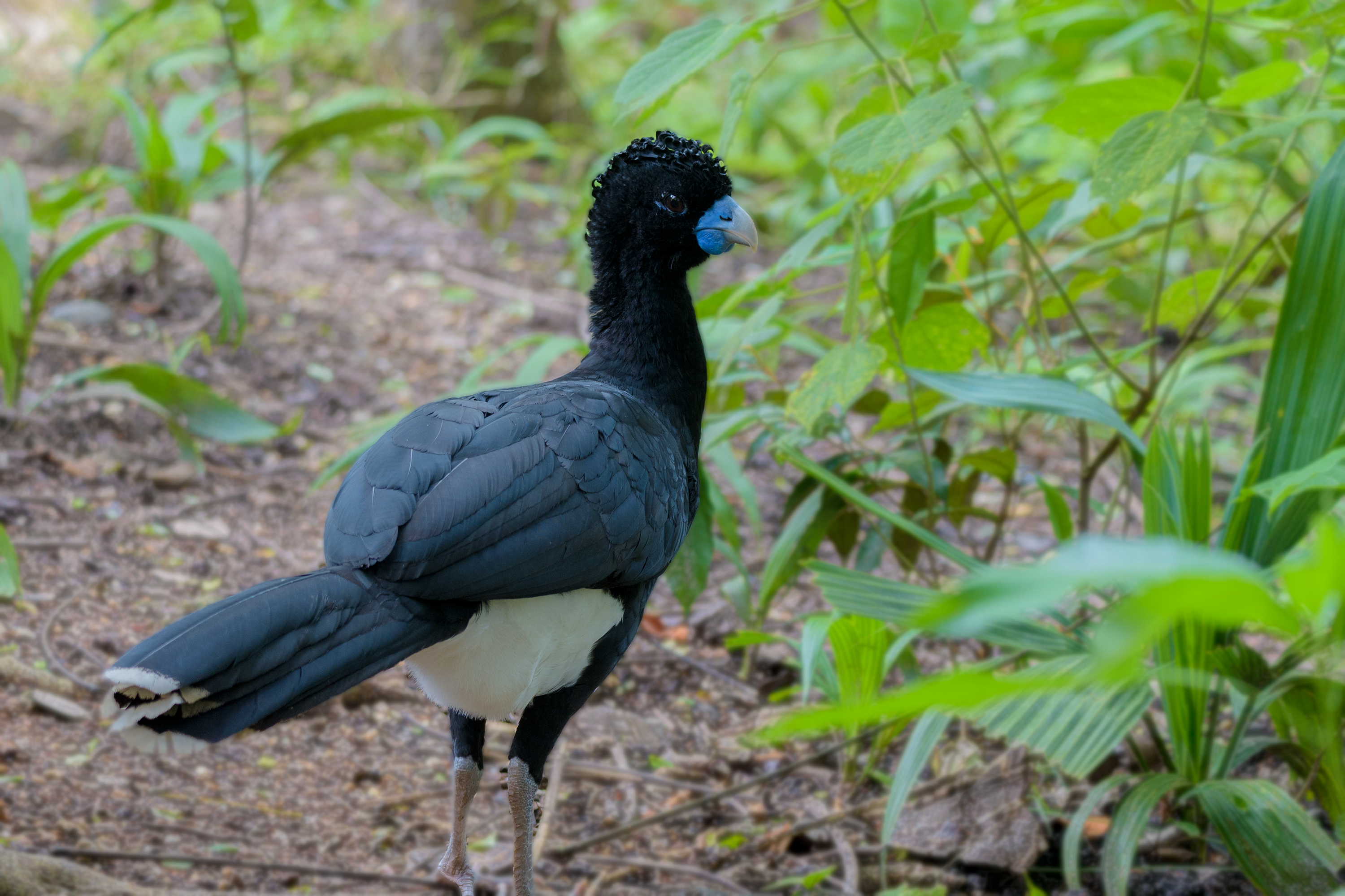 Especie endémica y críticamente amenazada que encuentra un refugio seguro en estas tierras