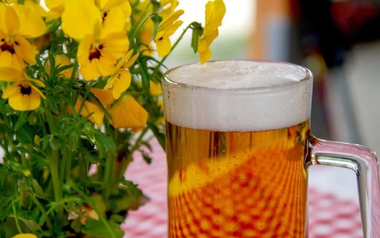 La cerveza puede ser un complemento útil en la jardinería, pero no un sustituto de los fertilizantes convencionales. Su aplicación adecuada puede beneficiar la actividad microbiana del suelo, mejorar el brillo de las hojas y ayudar en el control de plagas.