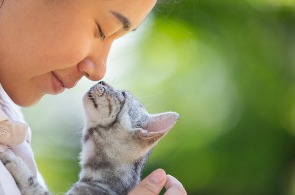 ¿Por qué los gatos se acercan a la cara de sus dueños? Este es su significado