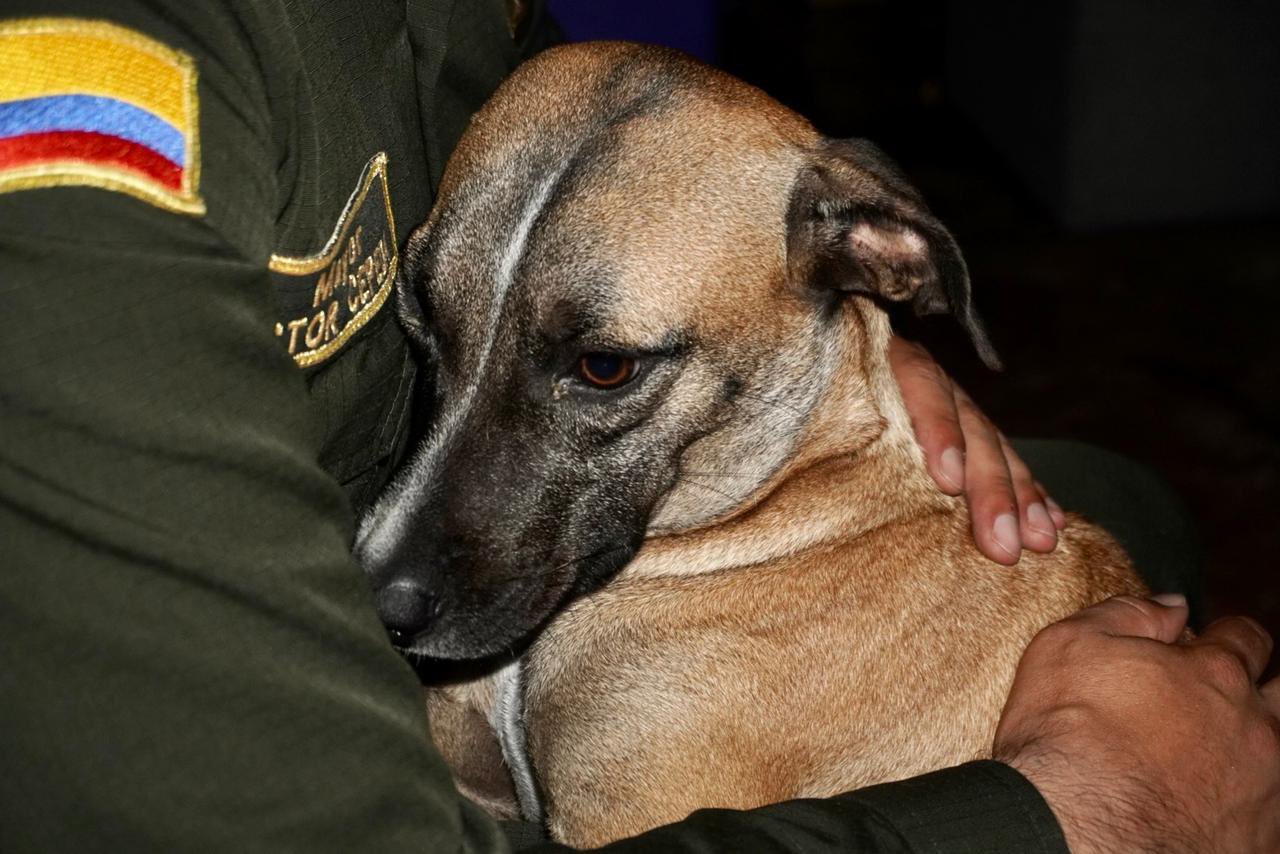 Brutal caso de maltrato animal a una perrita en Villavicencio, Meta