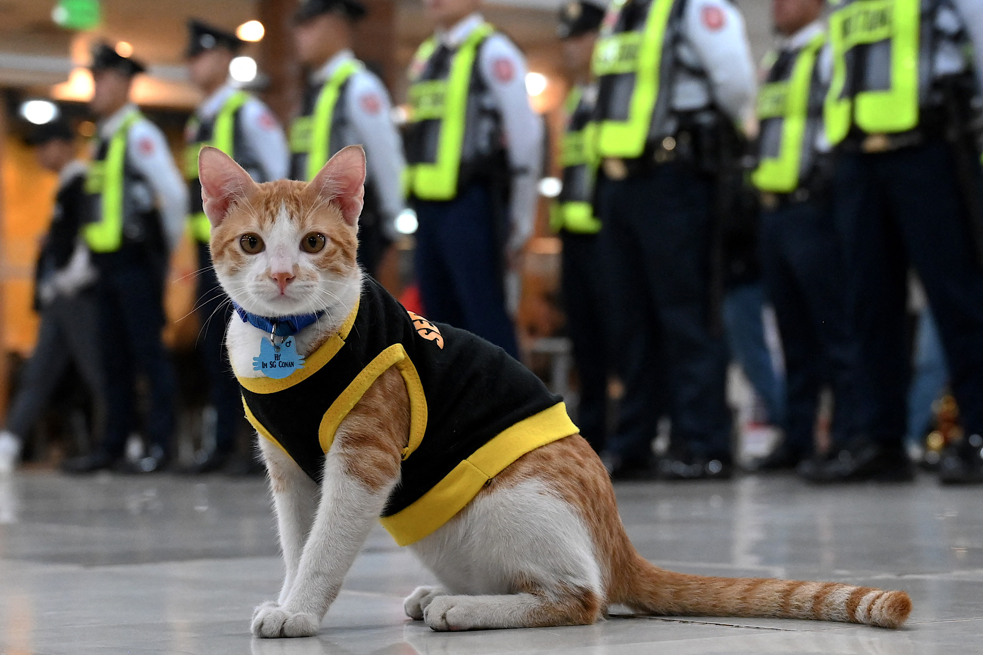 Guardias de seguridad filipinos adoptan a gatos callejeros y les dan “trabajo”