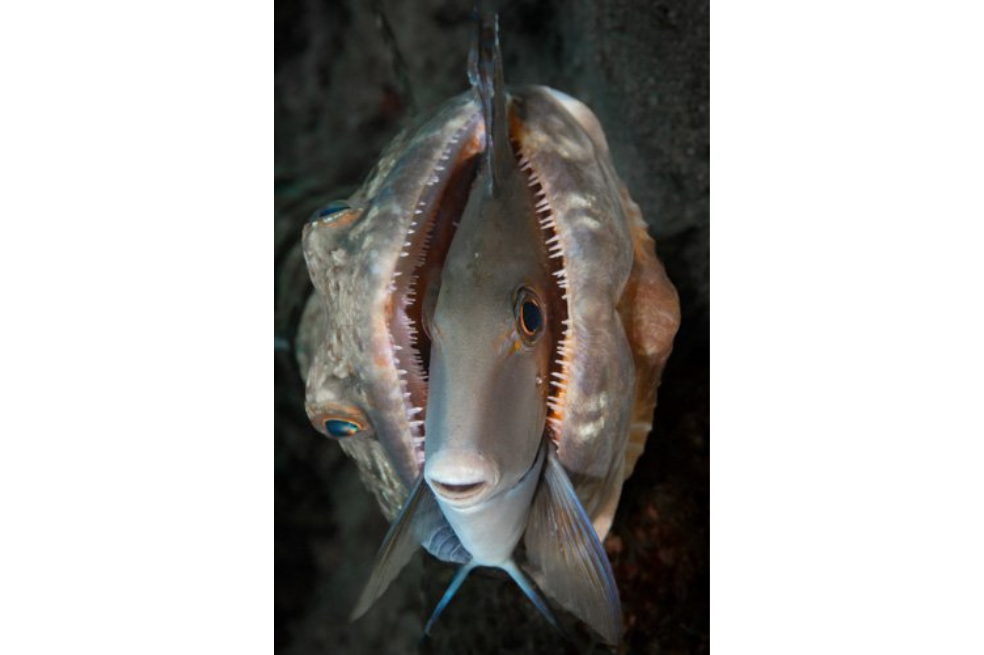 Categoría submarina: Un pez doctor es tragado vivo por un pez lagarto. “El cómicamente tranquilo pez doctor ( Acanthurus chirurgus ) se roba el protagonismo, mostrando un notable mecanismo de defensa con espinas pectorales y dorsales extendidas. Mientras el pez lagarto luchaba durante unos minutos, el pez doctor finalmente pudo escapar”, dijo Jensen a IFLScience.