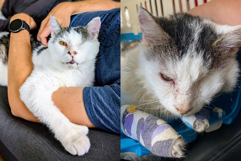 Tras “sobrevivir a lo peor”, el gato Darius está listo para ser adoptado (video)