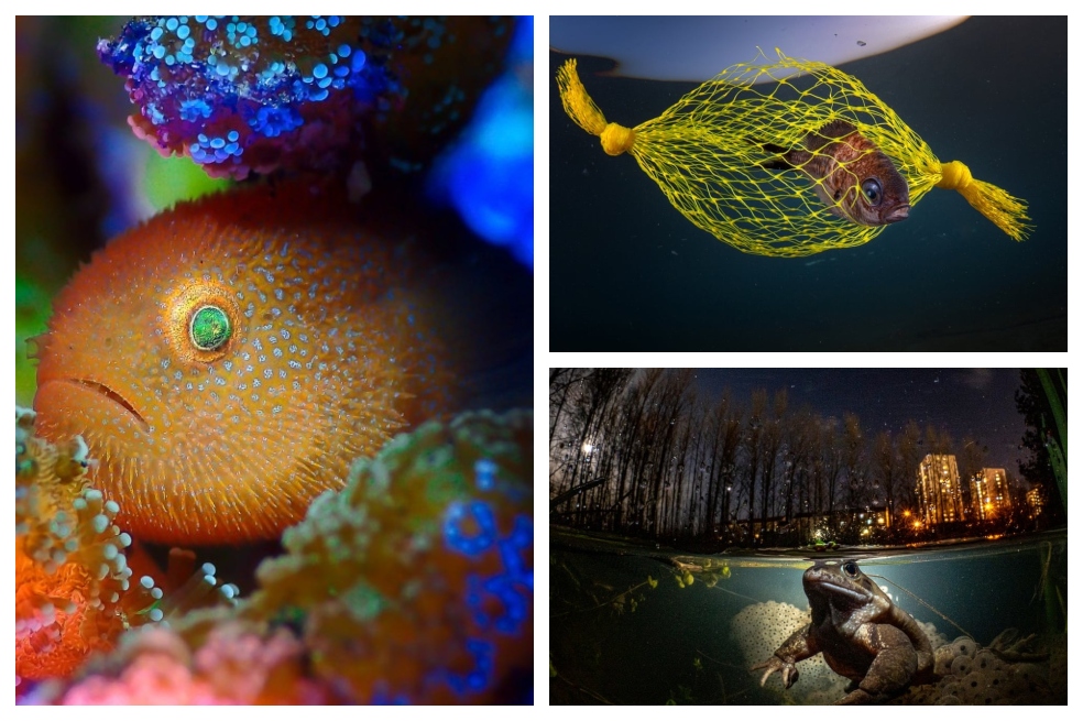 Estas son las imágenes ganadoras del concurso de fotógrafo subacuático del año