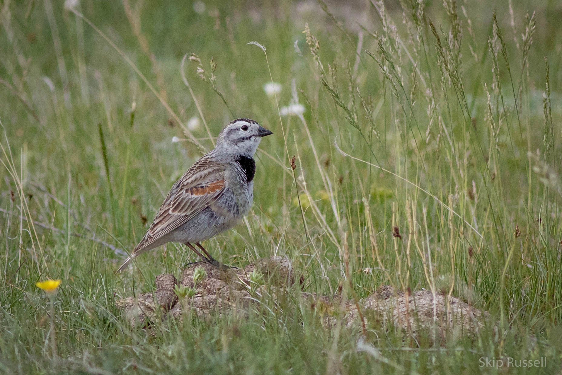 "Longspur de pico grueso”, que antes del 2020 tenía el nombre de “McCown’s longspur”, en alusión a John P. McCown, un general del Ejército confederado que luchó durante años por mantener la esclavitud en EE. UU.