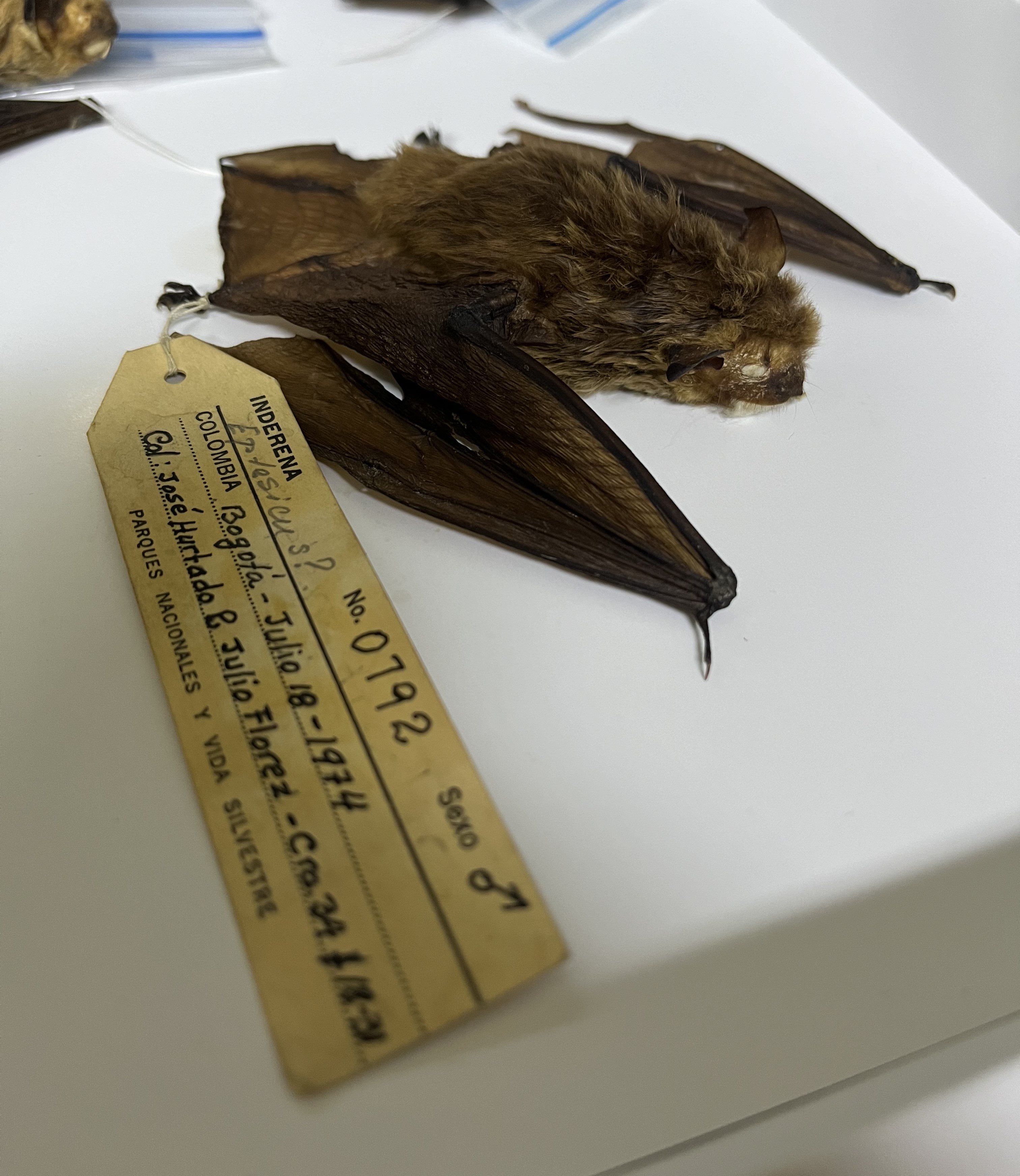 Eptesicus miradorensis, la nueva especie descrita por los investigadores.