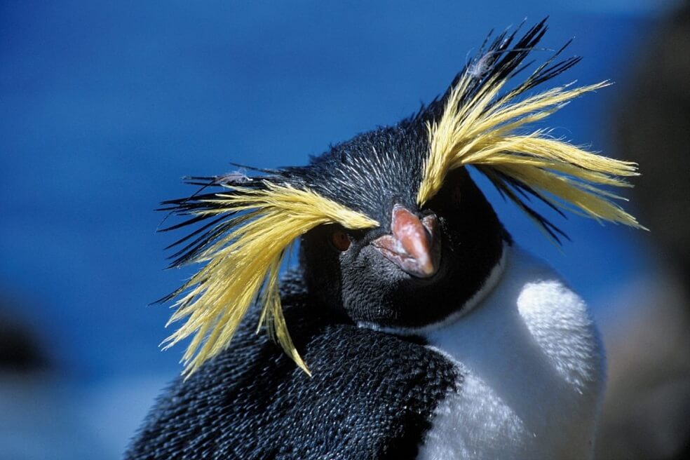 Pingüino Saltarroca (Eudyptes moseleyi).  / Oceanwide expedition