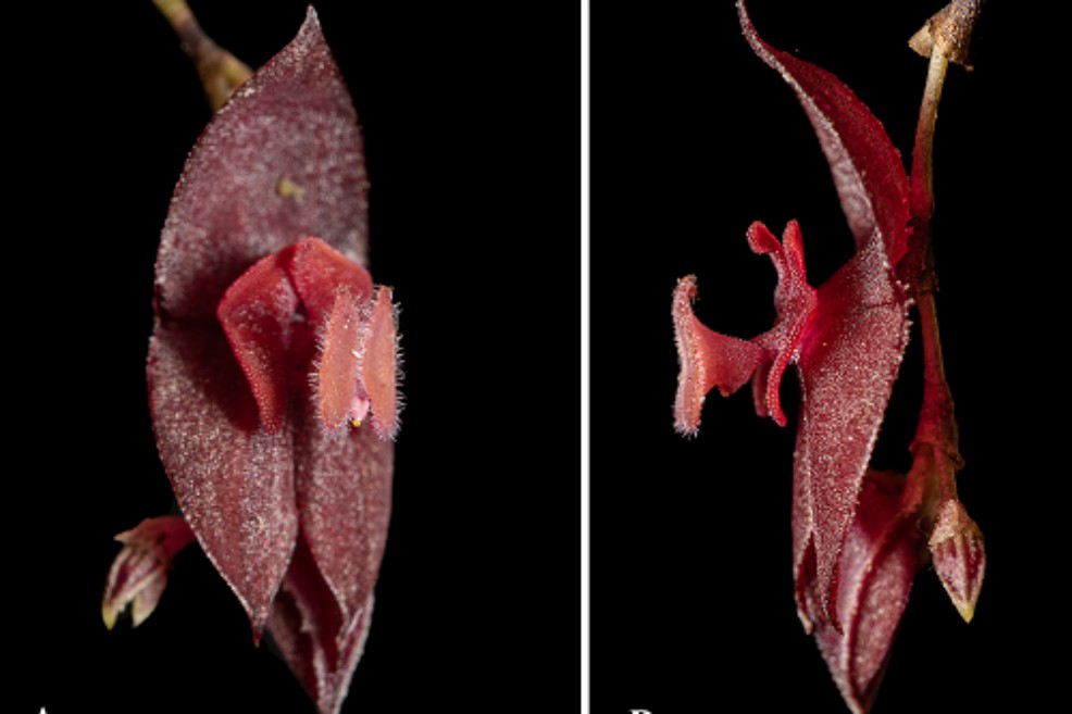 Descubren dos nuevas especies de orquídeas en Colombia