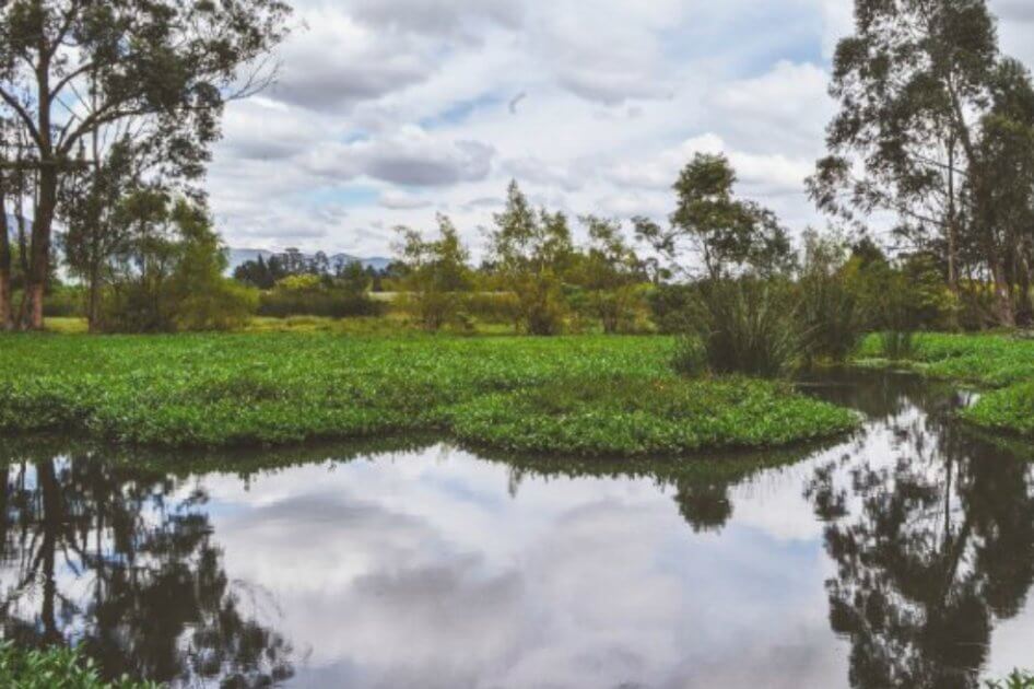 Bogotanos, divorciados de ecosistemas como humedales y bosques