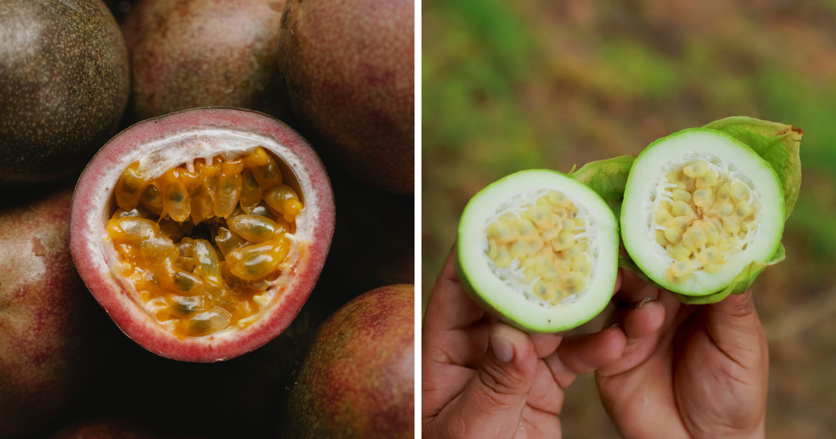 Cholupa y gulupa: ¿son la misma fruta? Conozca sus diferencias