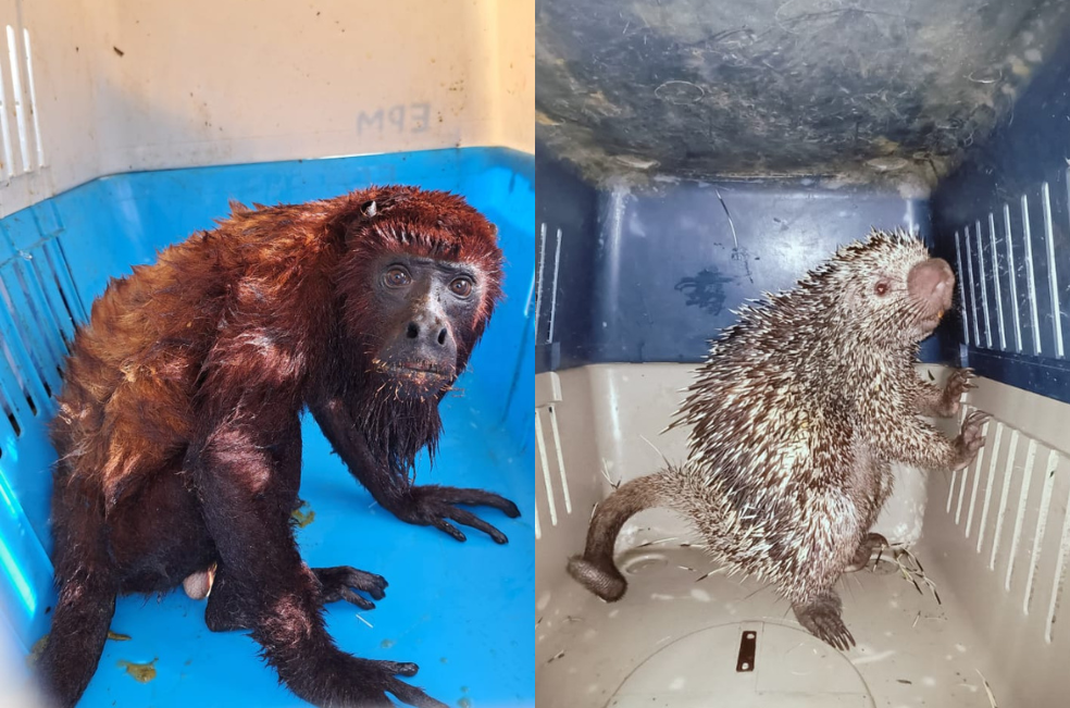 En Sucre: rescatan monos aulladores en una misión para salvar la fauna silvestre