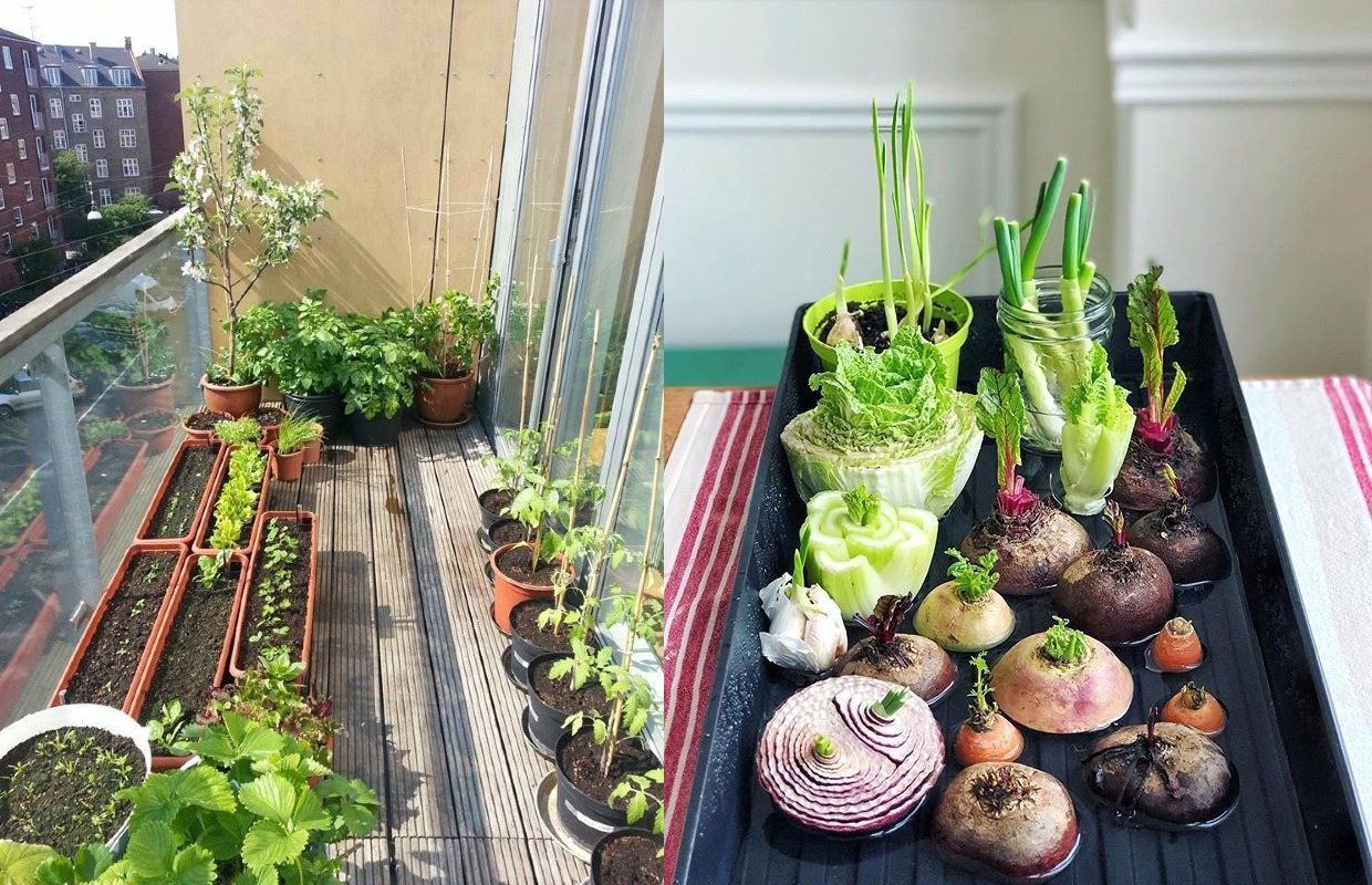 Tener todas las plantas que necesitas al alcance de tu mano es algo que tienes que intentar.