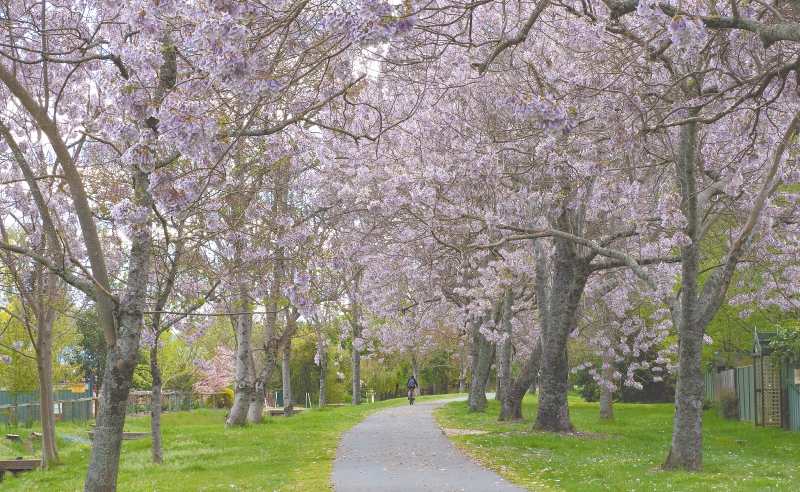 El hermoso árbol chino que no tiene permiso para florecer en Colombia