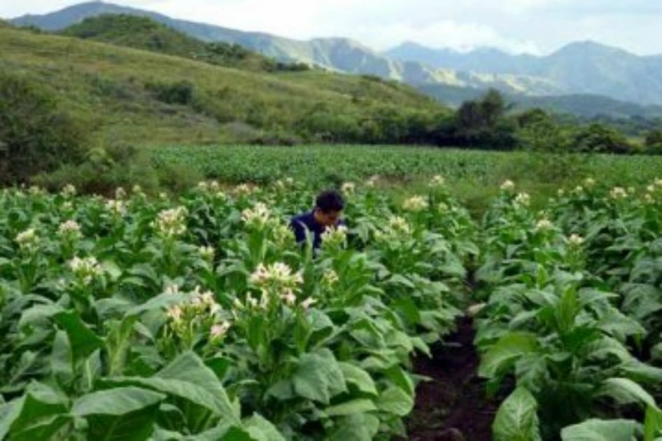 Colombia pone oídos sordos a recomendación de OMS y apoya siembra de tabaco