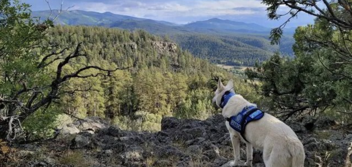Encuentran a excursionista muerto: su perro nunca se separó de su lado