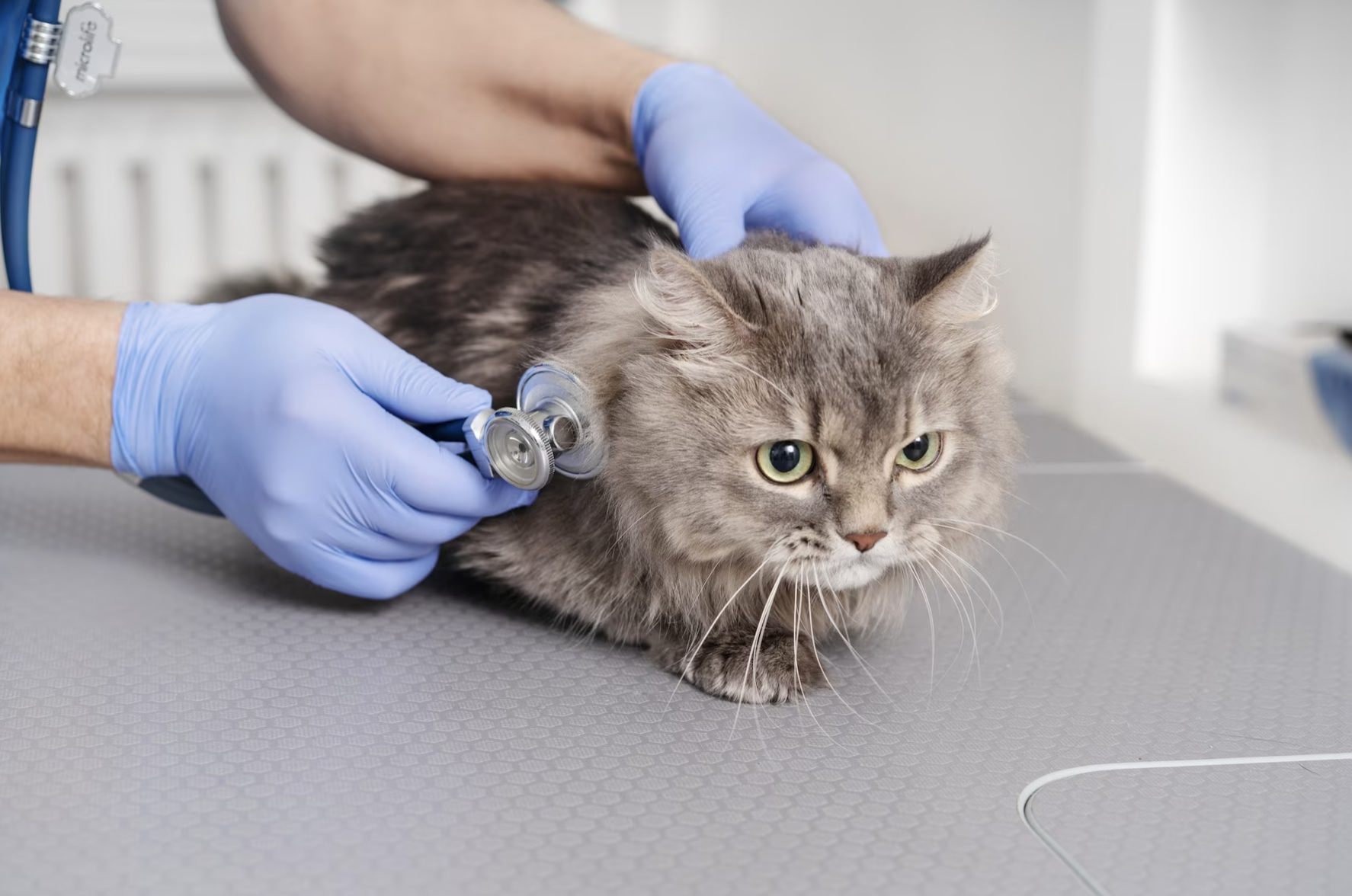 ¿Por qué sueltan mucho pelo los gatos?