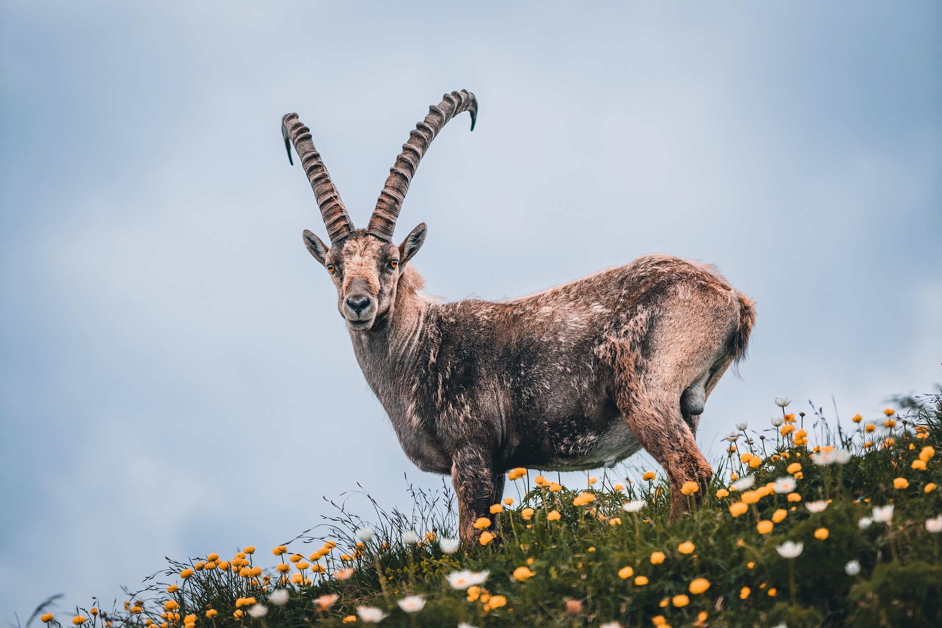 Signos zodiacales: Lo mejor y lo peor de Capricornio