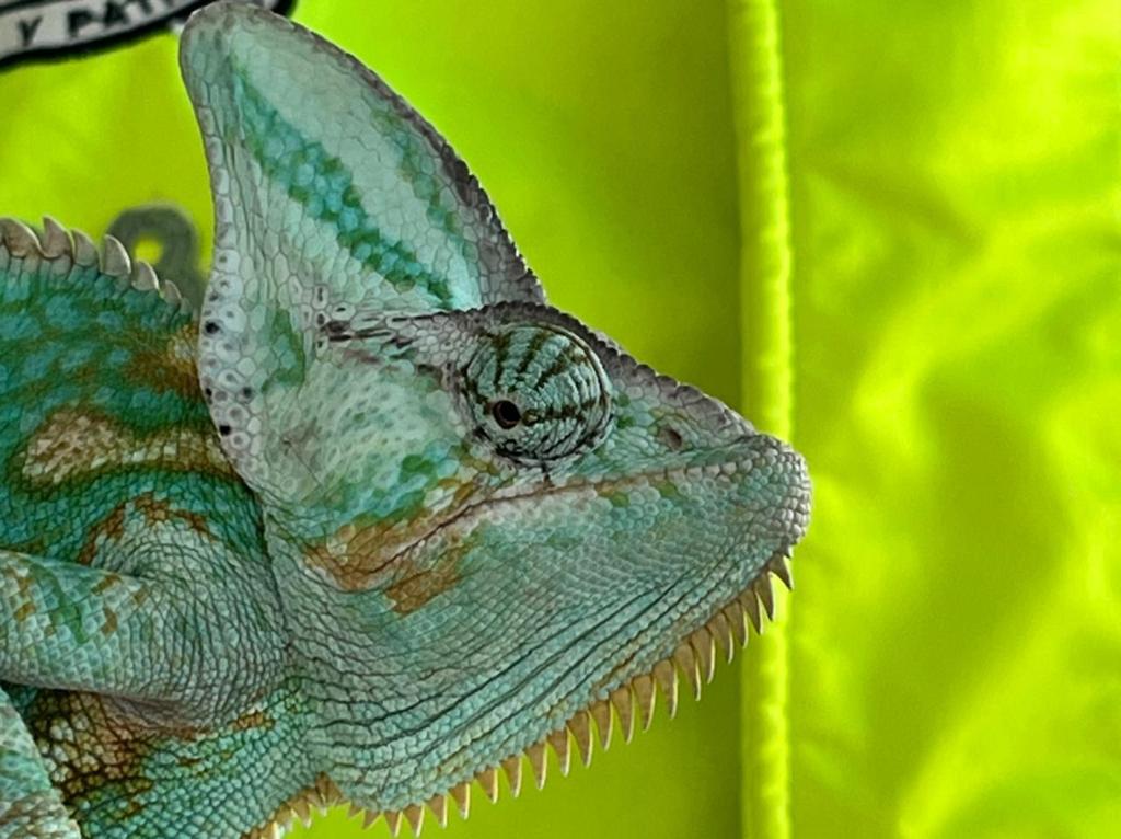 En cifras: así es el tráfico de fauna en Colombia