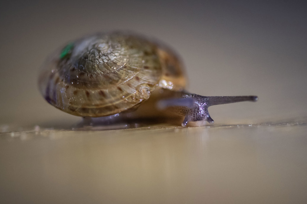 El caracol de Bermudas mayor es un caracol diminuto, del tamaño de un botón, que alguna vez se creyó extinto. /Zoológico de Hester