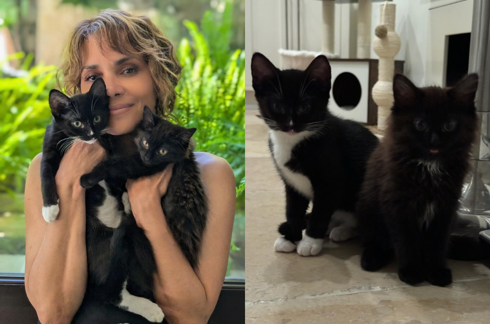 De Catwoman a mamá gatuna: Halle Berry ayuda a gatos negros que llegaron a su casa