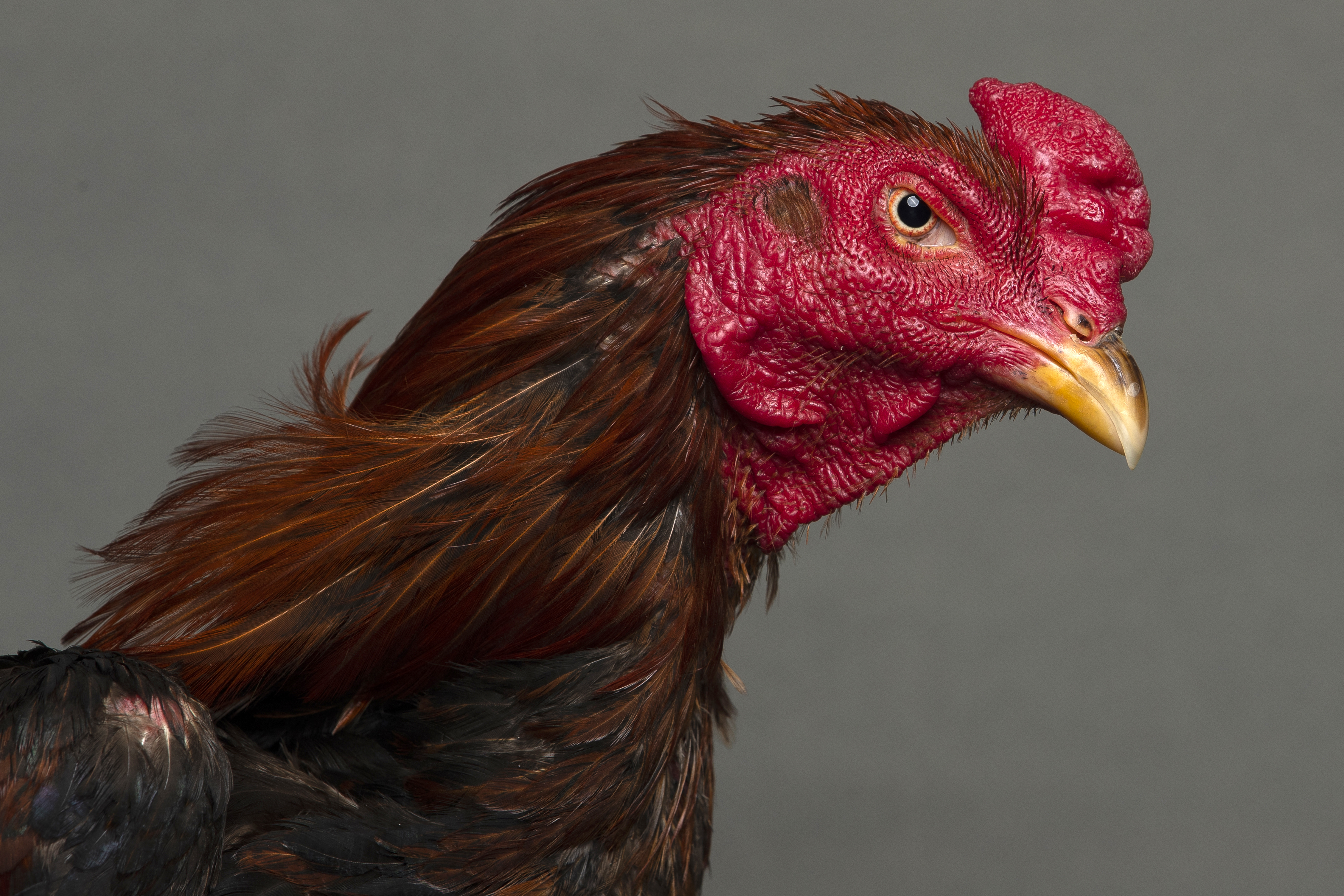 Los gallos, al parecer, podrían reconocer su reflejo
