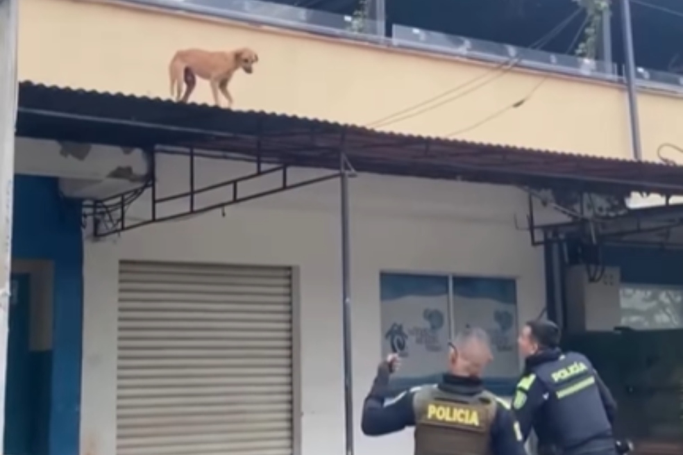 Video: policías rescatan a perrito atrapado en un techo en Cartagena