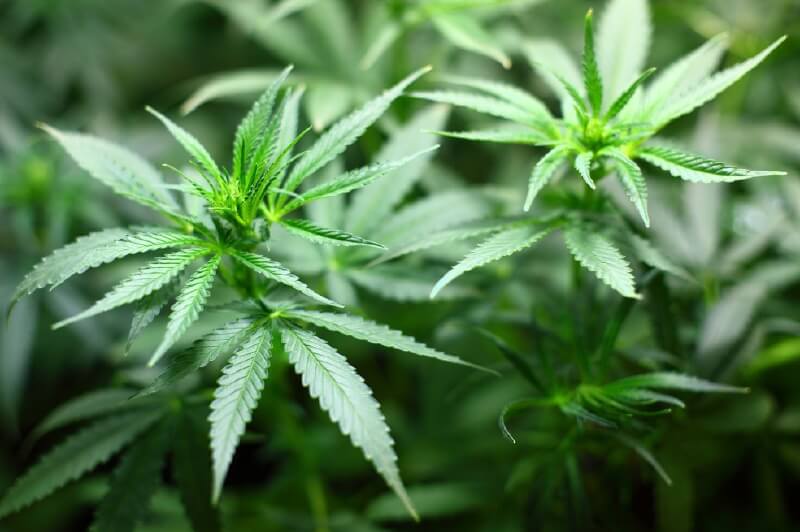 Esclavos chinos para plantar marihuana, ¿una mina de oro en España?