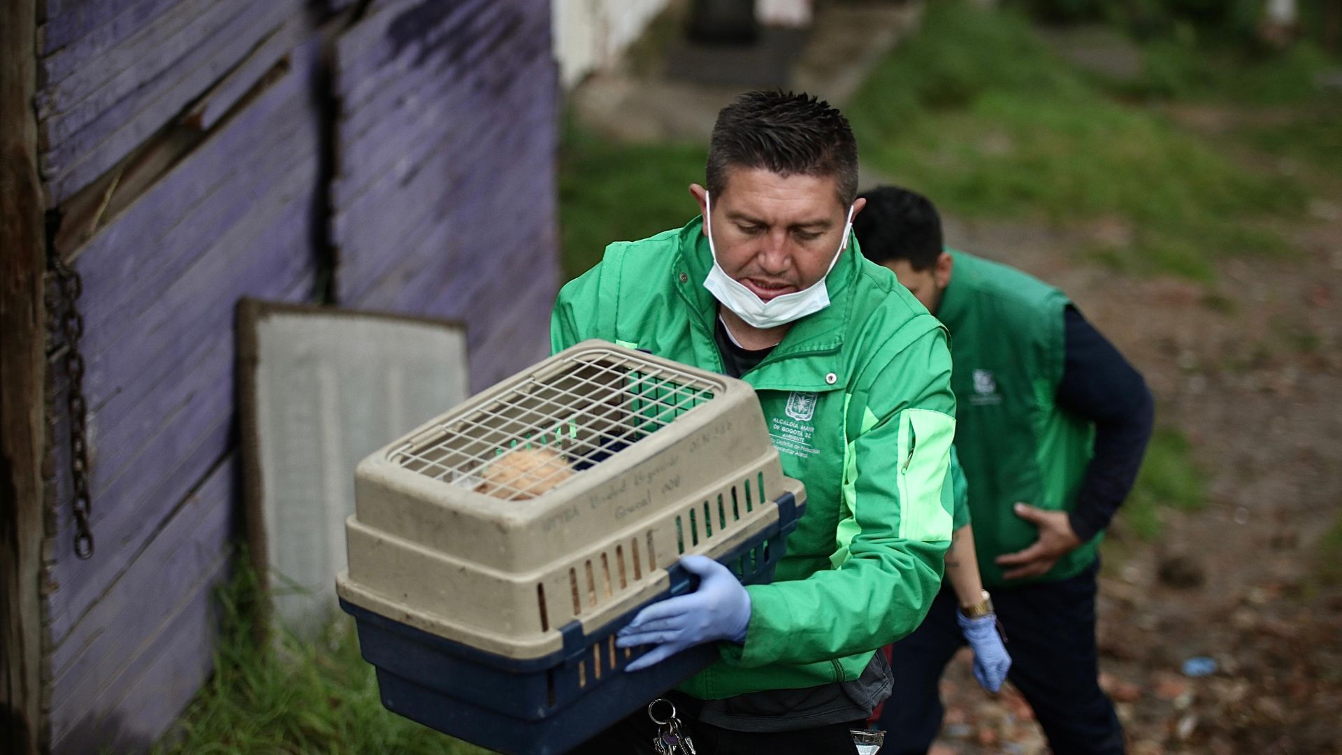 Rescatan en Bosa a dos perros, víctimas de  maltrato