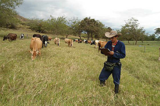 ¿Qué pasto deben consumir las vacas para producir más leche?