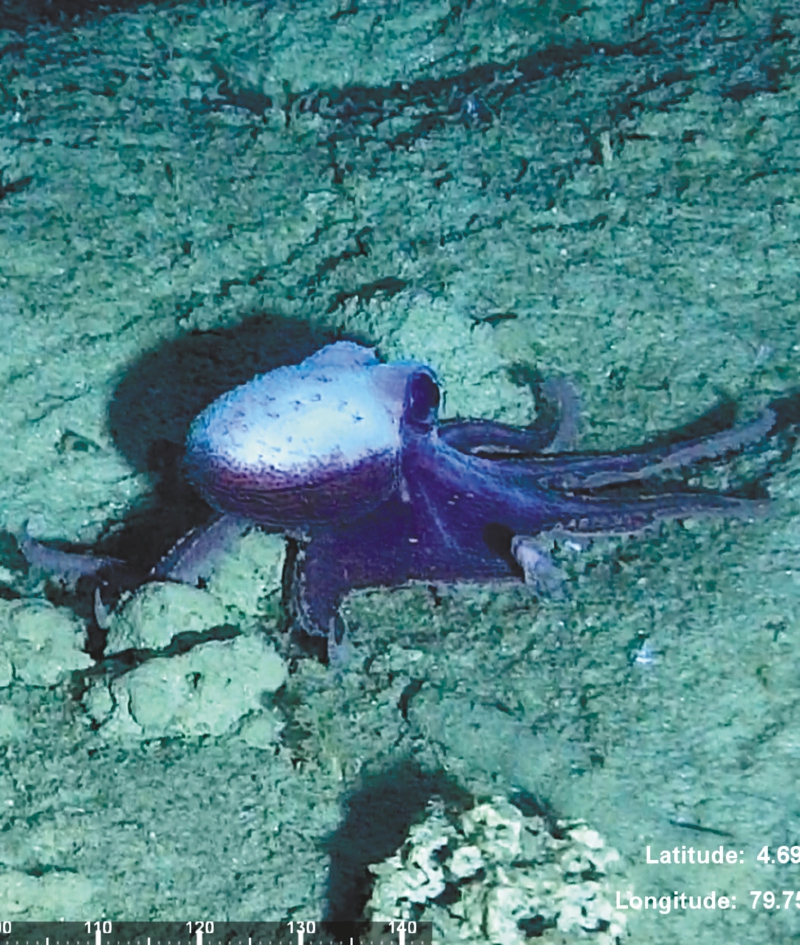 El “oasis” que encontraron las expediciones a las montañas submarinas de Colombia