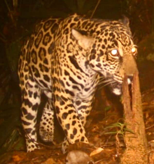 Cámaras trampa captaron a dos pumas y un jaguar en zona boscosa de Buenaventura