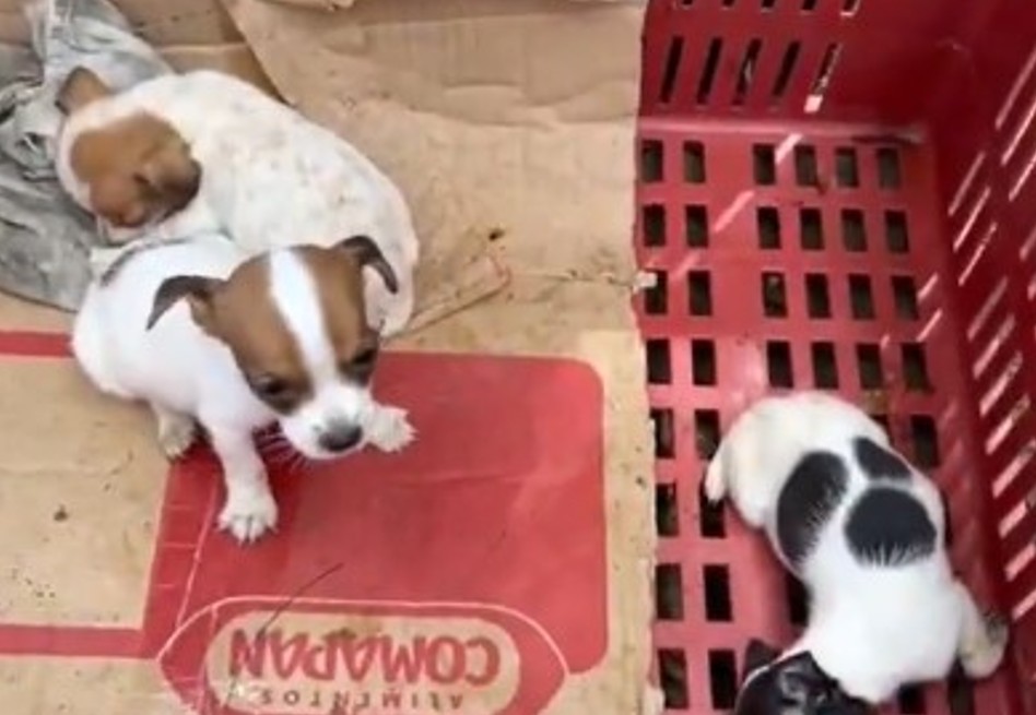 Estafadores están cobrando dinero por supuestas adopciones de mascotas: así lo hacen