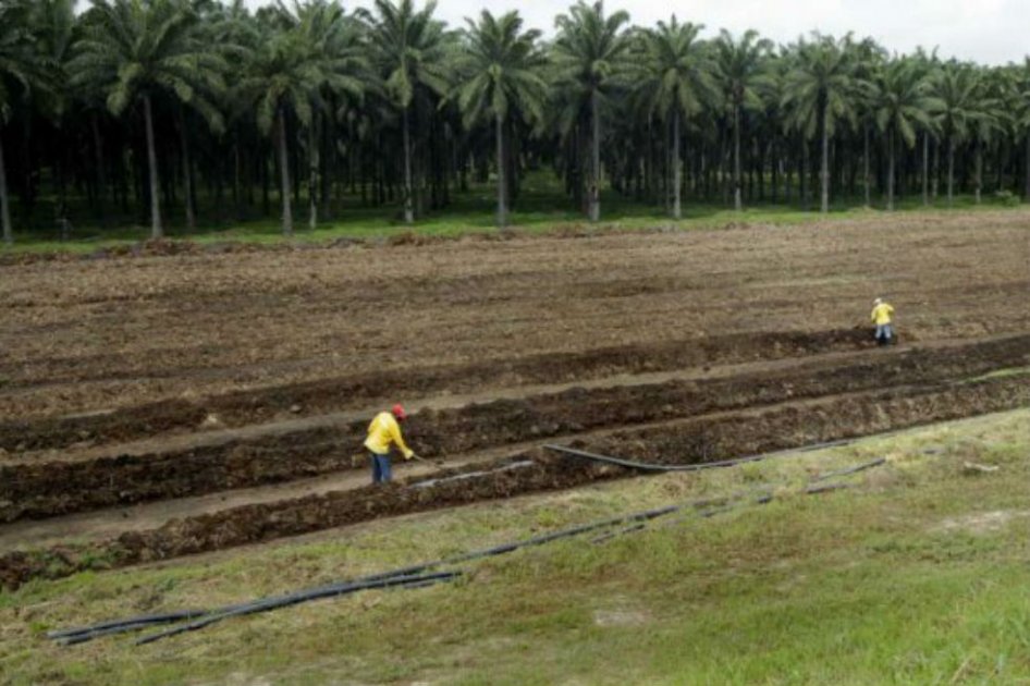 Califican de ‘paños de agua tibia’ el decreto para la problemática de los baldíos