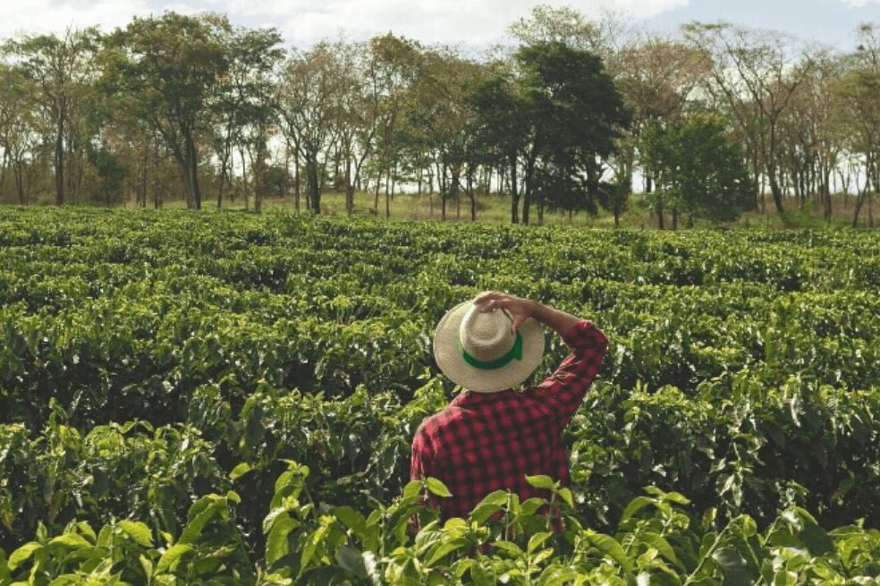 Por qué vale la pena conservar la “infraestructura” natural del planeta