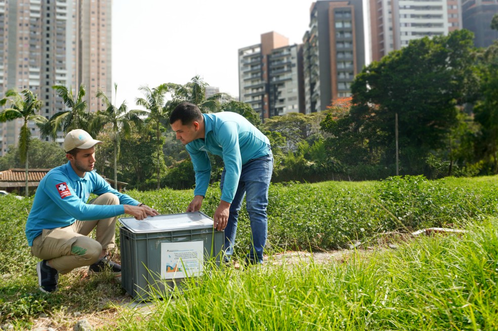 En Colombia se han liberado mosquitos infectados con Wolbachia en Sabaneta e Itagüi.