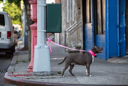 Estas son las razas de perros que más roban. ¡Cuidado con tu mascota!