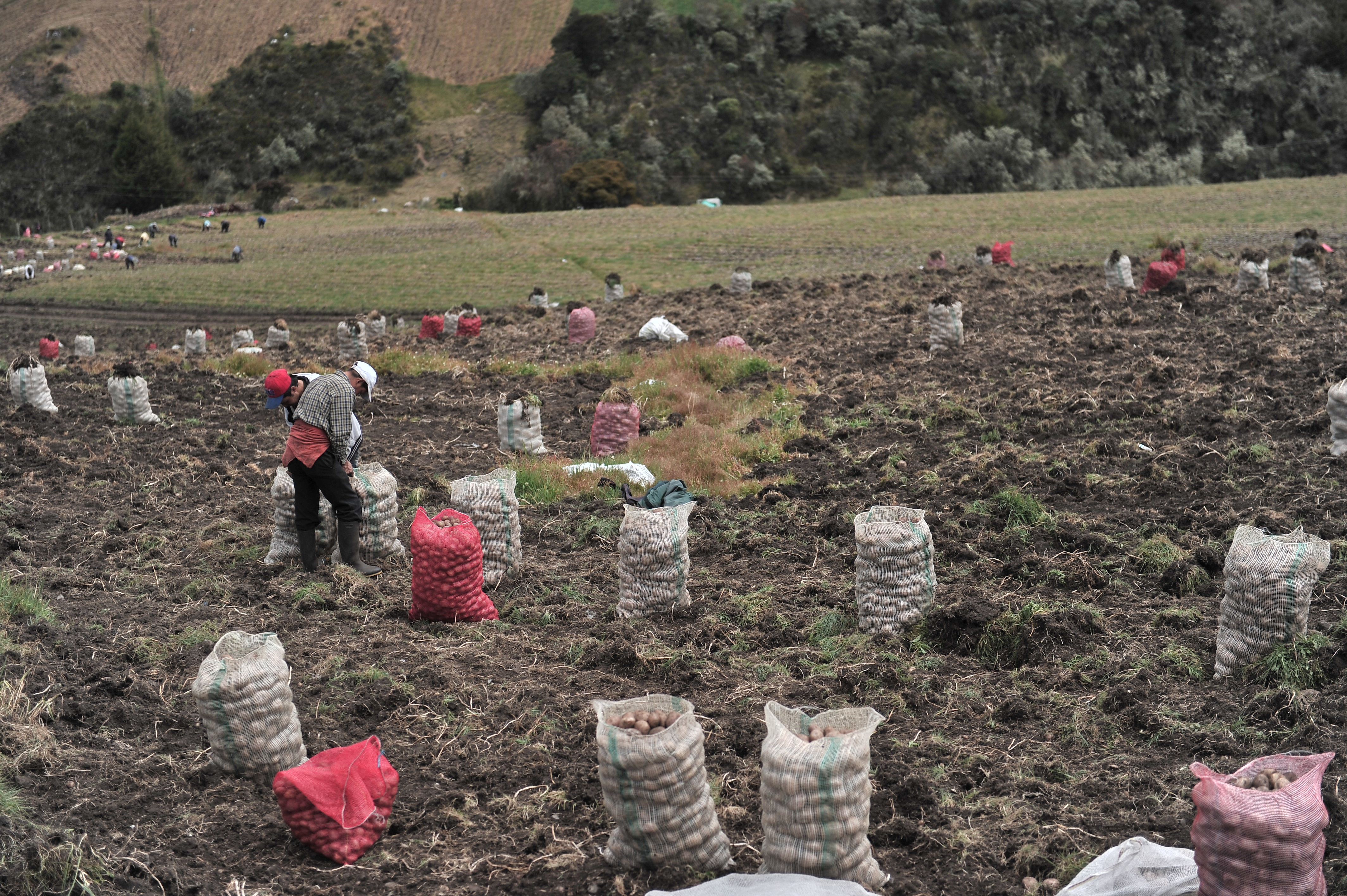 Cultivo y recolección de papa al sur de Bogotá.