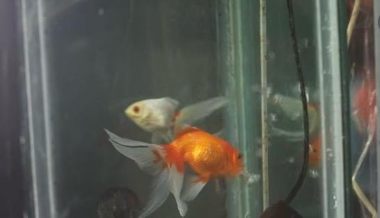Fede y Magui, los peces que fueron reconocidos como sujetos de derecho en un fallo histórico