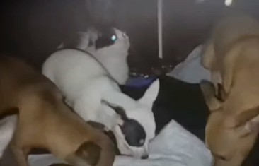 Pareja rescató a 20 animales, entre perros y gatos, en presunto maltrato en Soacha