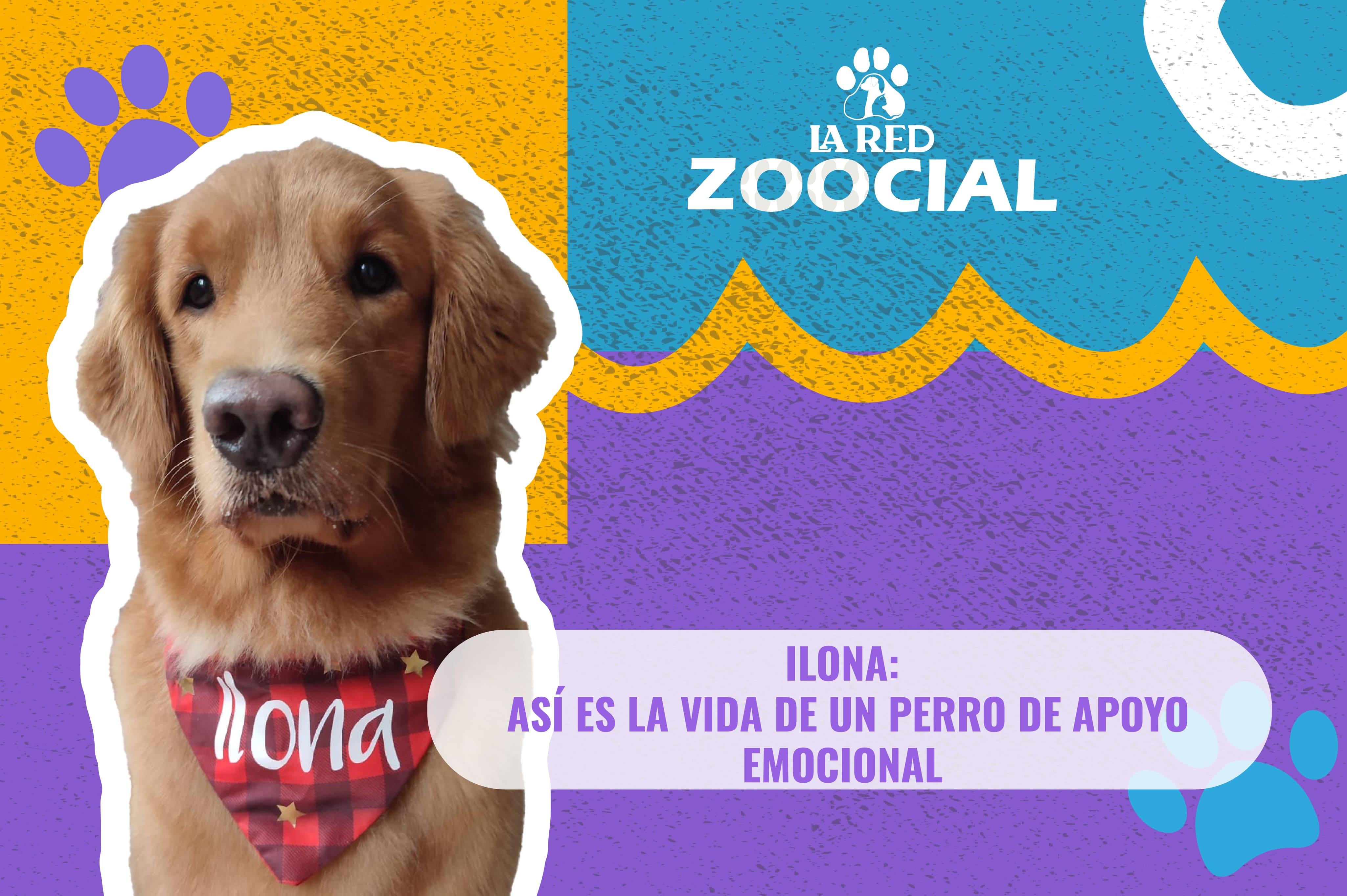 Video: ¿Cómo es el entrenamiento de un perro de apoyo emocional?