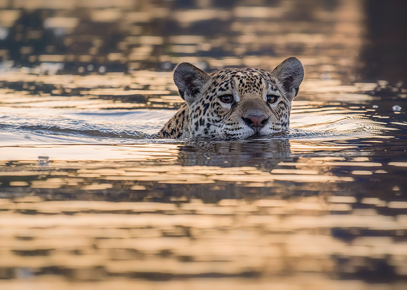 Las mejores fotografías del concurso de naturaleza que se hace en Colombia
