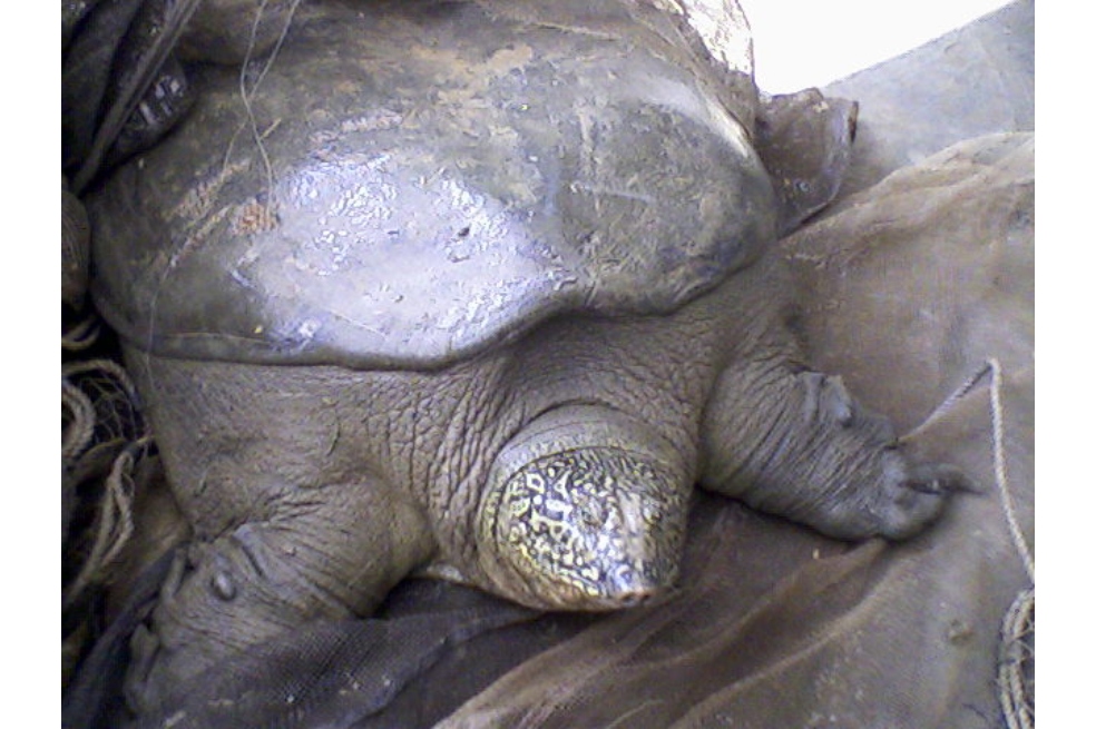 Muere la última hembra de una especie de tortuga gigante