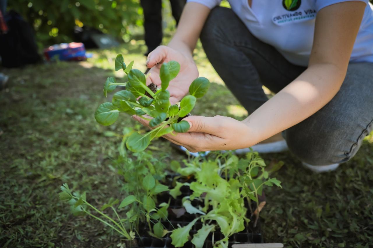 Las huertas escolares representan una oportunidad ideal para que estudiantes y familias mejoren su alimentación mientras descubren el valor intrínseco de proteger el medio ambiente.