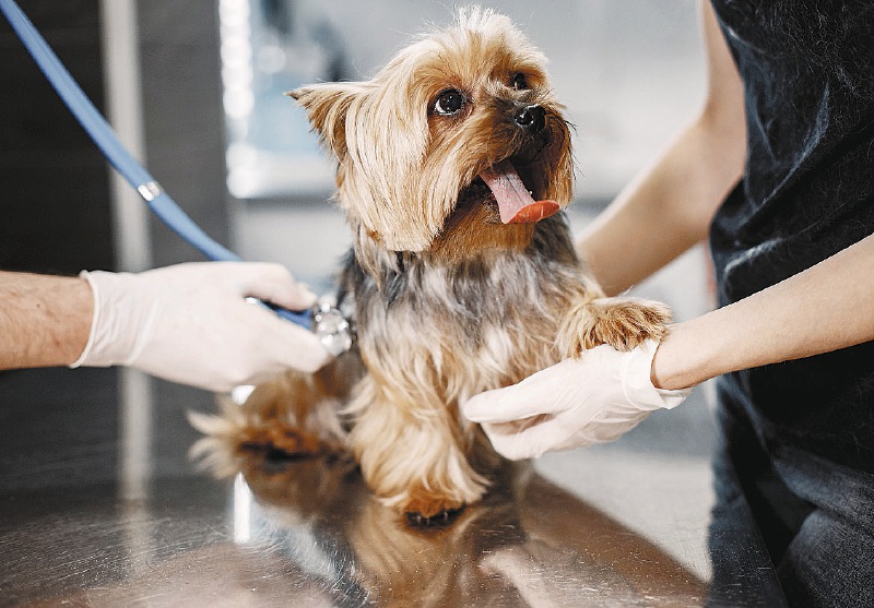 ¿Cómo realizar medicina preventiva en casa para las mascotas?