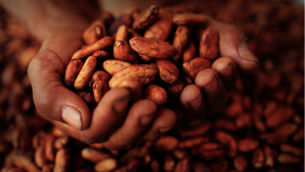 Escoba de bruja, la plaga pone en jaque la producción de cacao
