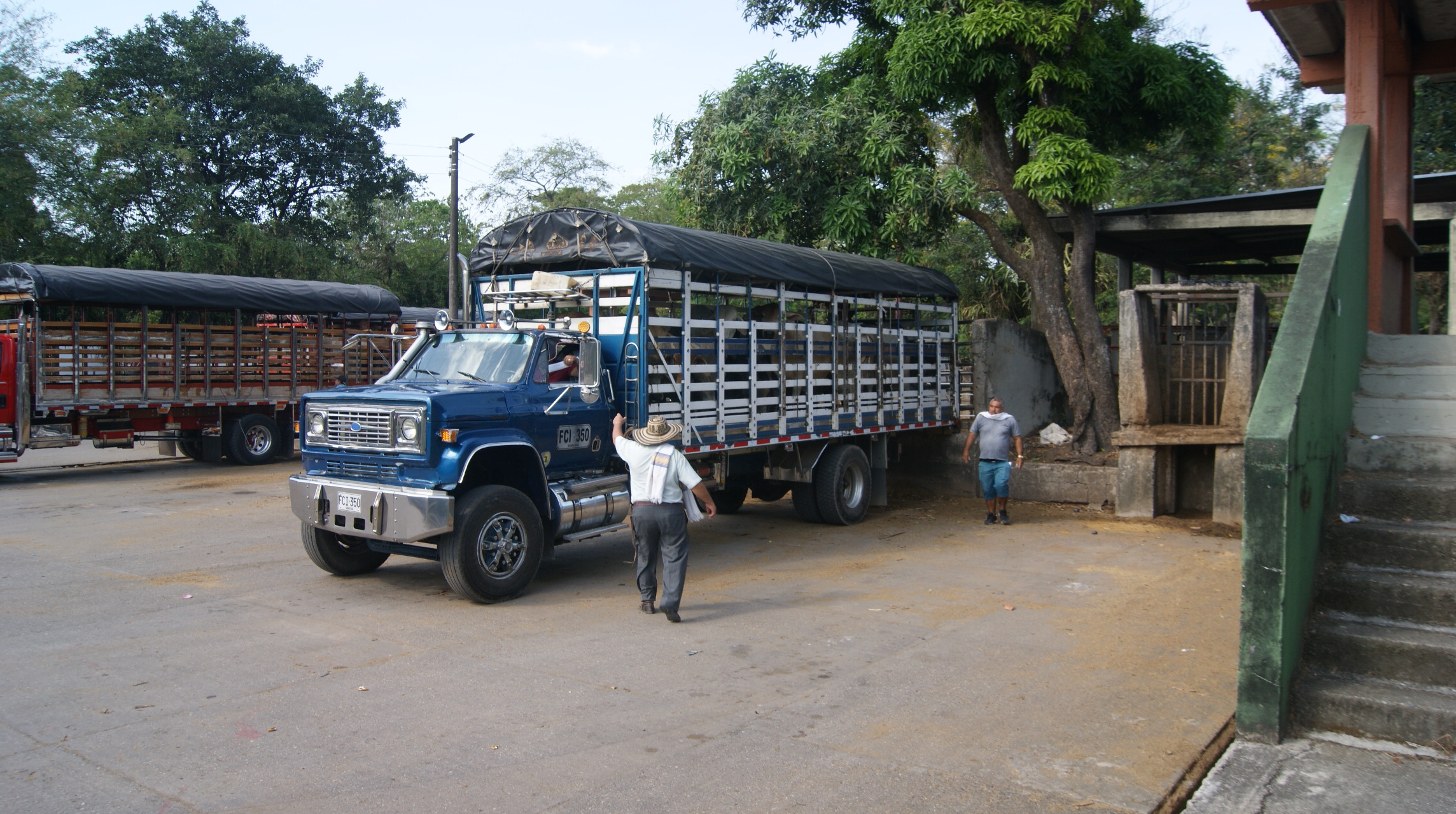 Un camión procedente de la zona rural de Villavicencio descarga varios animales para su pesaje en el complejo ganadero de Catama. Una vez pesado seguirá hacia Bogotá.