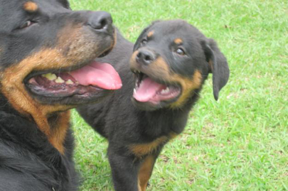 Los perros pueden predecir sismos: agencia sismológica china