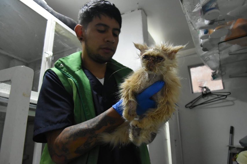 Encuentran gata desnutrida y sin pelo en venta de mascotas en la Caracas